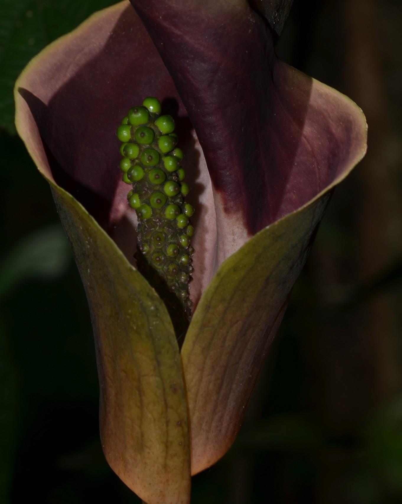 Anaphyllum eFlora of India